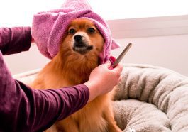Insurance for a dog grooming business