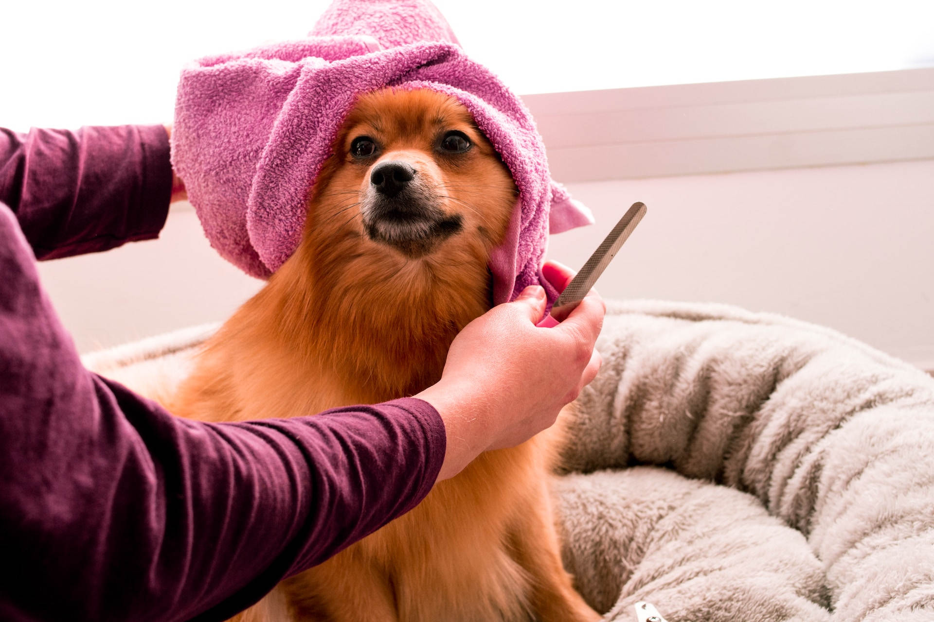 Insurance for a dog grooming business